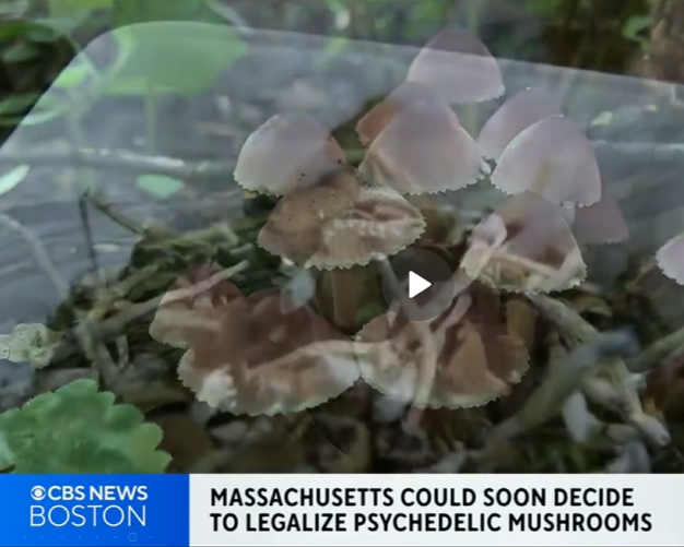 CBS News Boston Ballot Magic Mushrooms